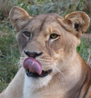 Lioness Image